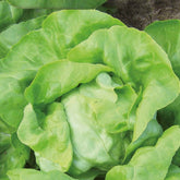 Kropsla 'Matilda' - BIO - Willemse