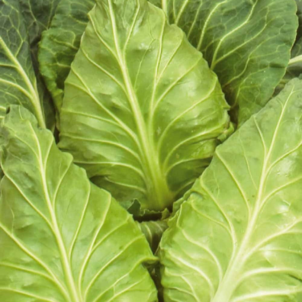 Spitskool Express - Willemse