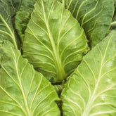 Spitskool Express - Willemse