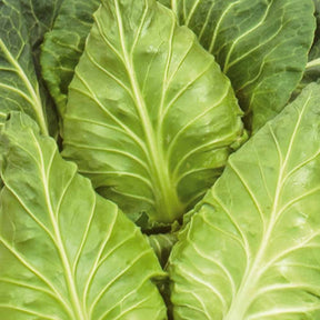 Spitskool Express - Willemse