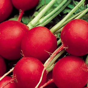 Radijs rond Celesta F - Willemse