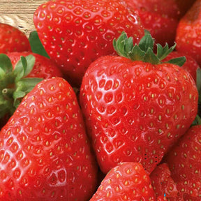 Aardbei 'Grandian F1' - Willemse