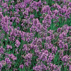 Lavendel 'Vera' - Willemse