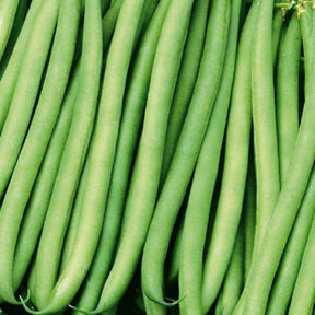 Stamslaboon Kylian - Willemse