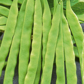 Snijboon 'Helda' - Willemse