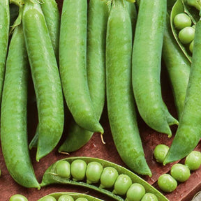 Doperwt 'Mechelse Krombek' / 'Serpette' - Willemse