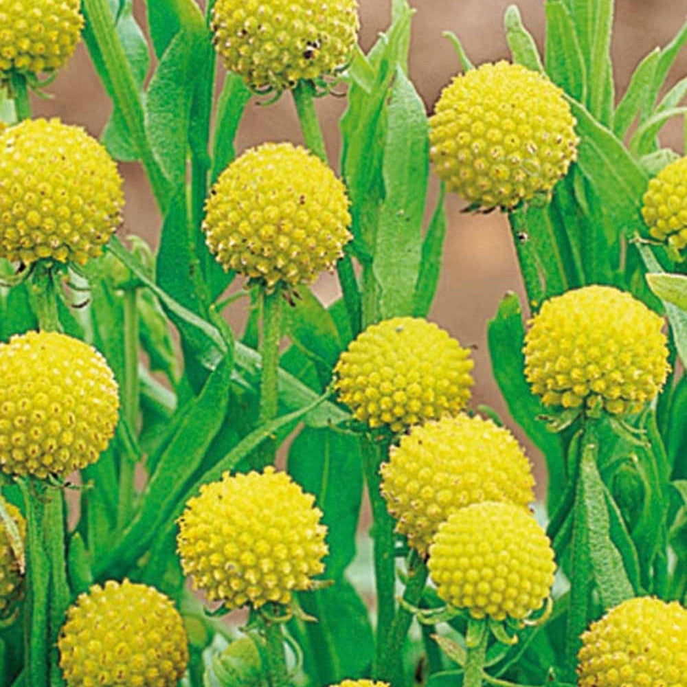 Snoepjesplant Cephalophora Pineapples - Willemse