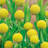 Snoepjesplant Cephalophora Pineapples - Willemse