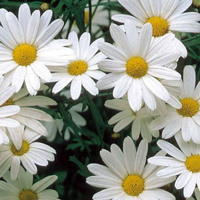 Grootbloemige chrysant 'Alaska' - Willemse
