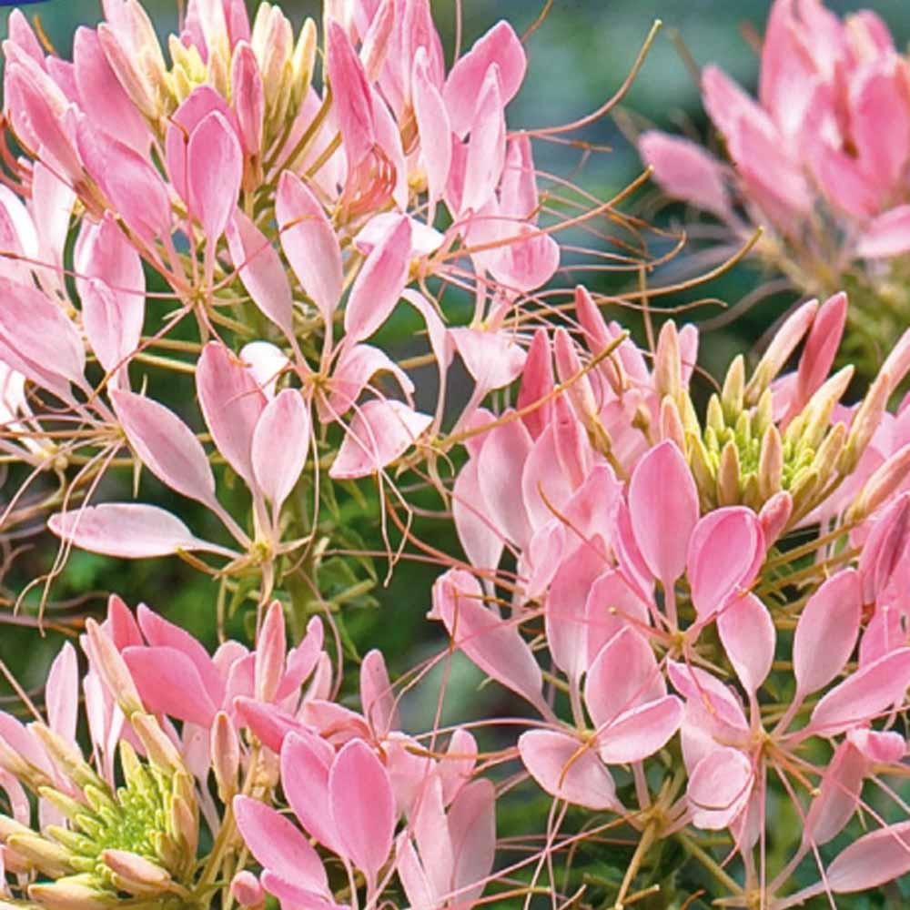 Kattensnor Cleome Rose Beauty - Willemse