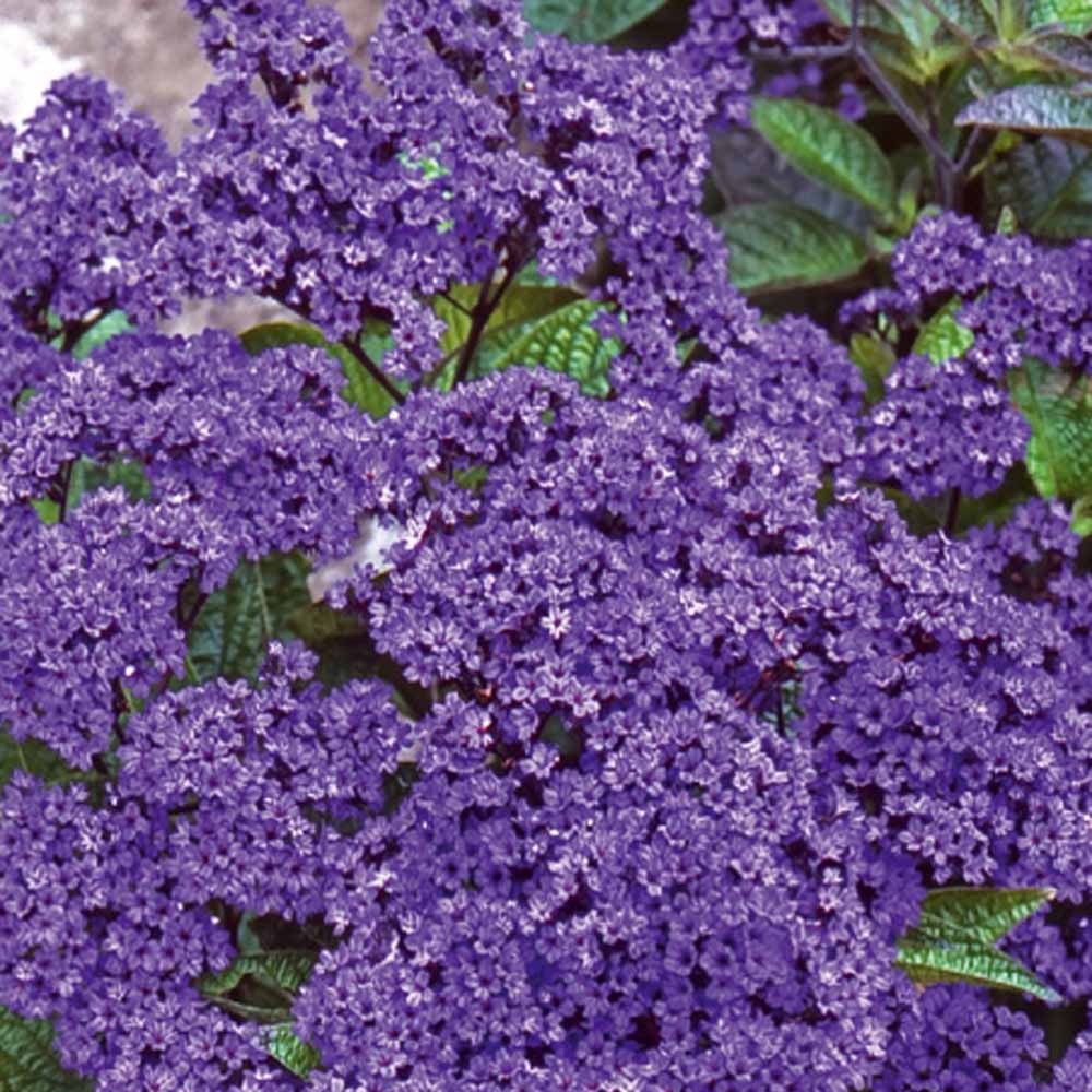 Verkoop Vanillebloem Heliotropium Marine