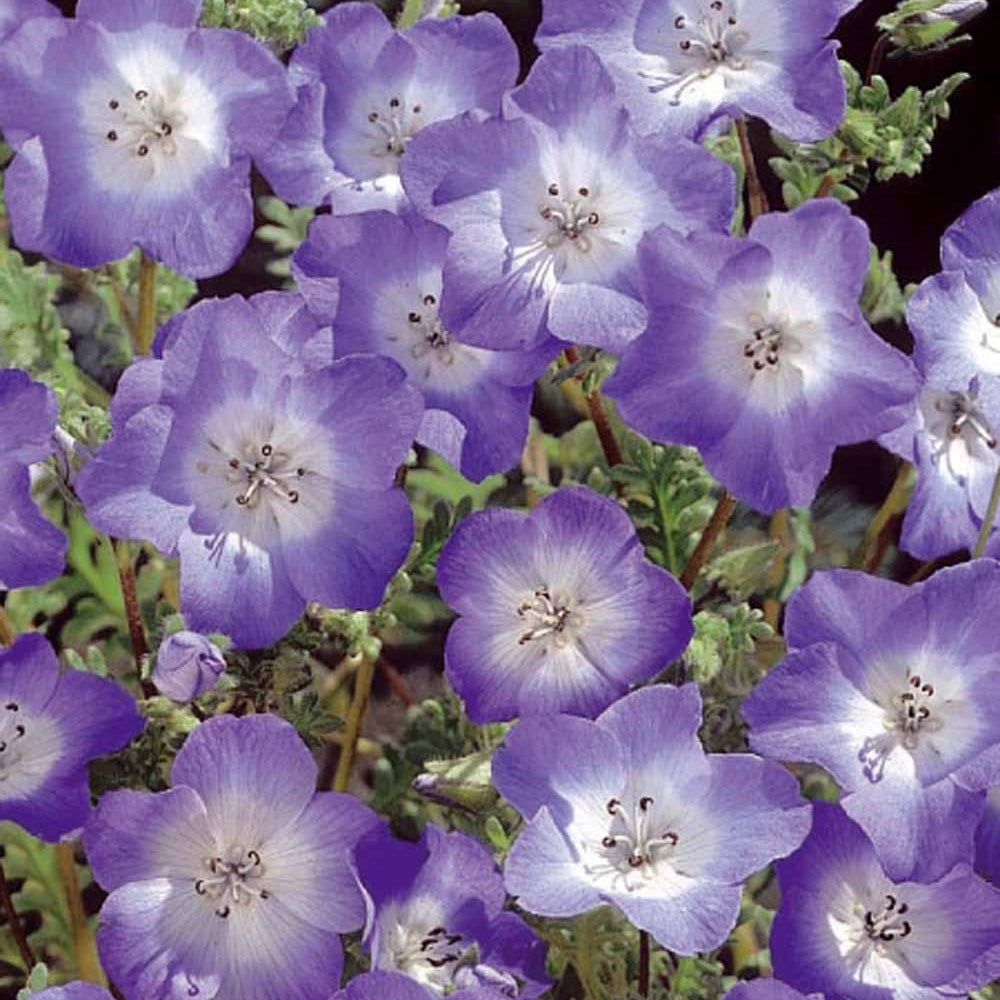 Bosliefje Nemophila Prince Gustav's Eyes - Willemse