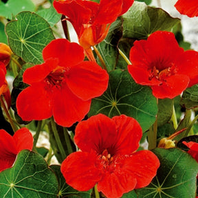 Oost-Indische kers 'Empress of India' - Tropaeolum majus nanum empress of india - Willemse