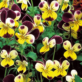 Hoornviooltje 'Helen Mount' - Viola cornuta helen mount - Willemse