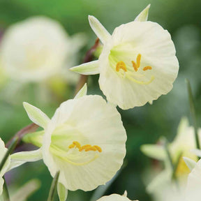 Narcissen Artic Bells (x10) - Willemse