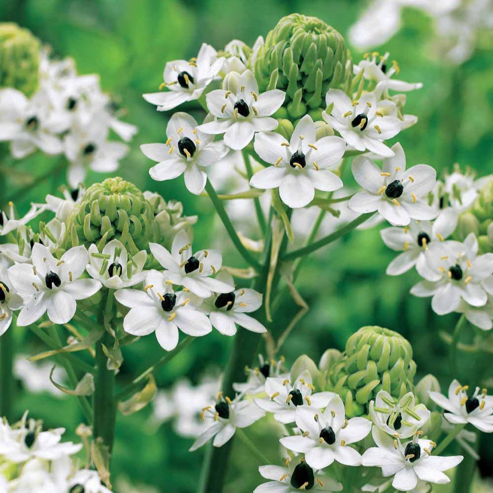 Vogelmelk (x3) - Willemse