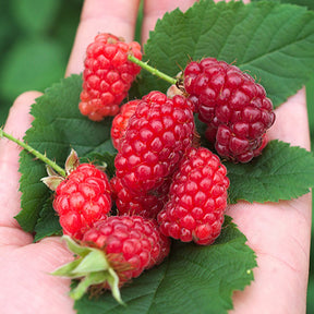 Taubes 'Bounty Berry' - Willemse