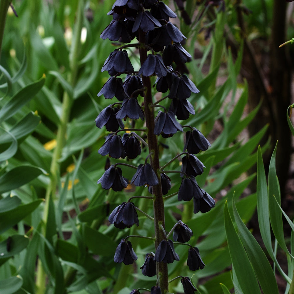 Perzische keizerskroon - Fritillaria persica - Willemse
