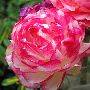 Ranonkel 'Picotee Pink' (x12) - Ranunculus picotee pink - Willemse
