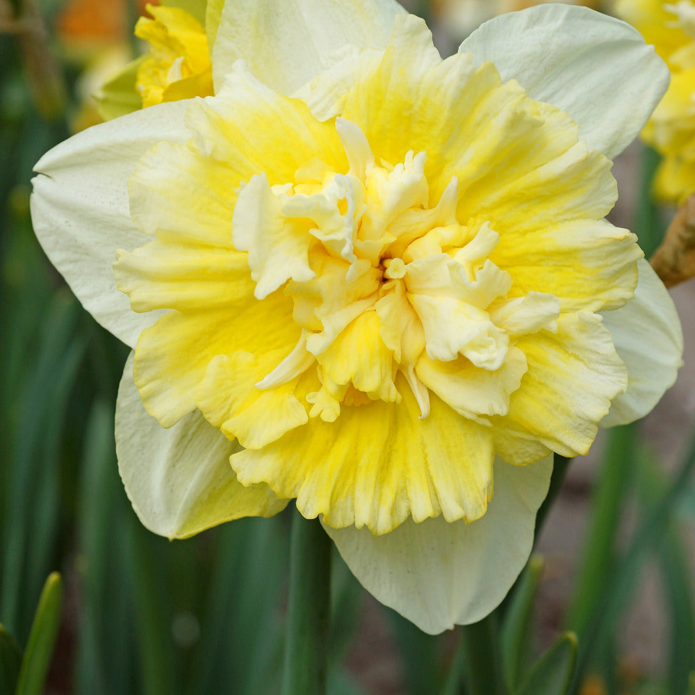Narcis Ice King (x5) - Narcissus ice king - Willemse