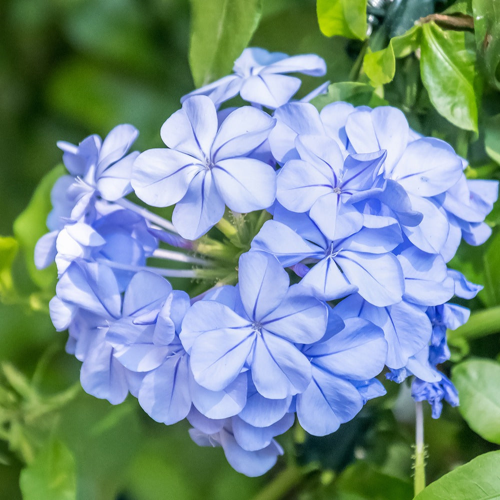 Mannentrouw - Plumbago auriculata - Willemse