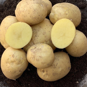 Aardappel 'Etincelle' (x25) - Willemse
