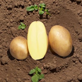 Aardappel 'Osiris' - BIO (x25) - Solanum tuberosum osiris - Willemse