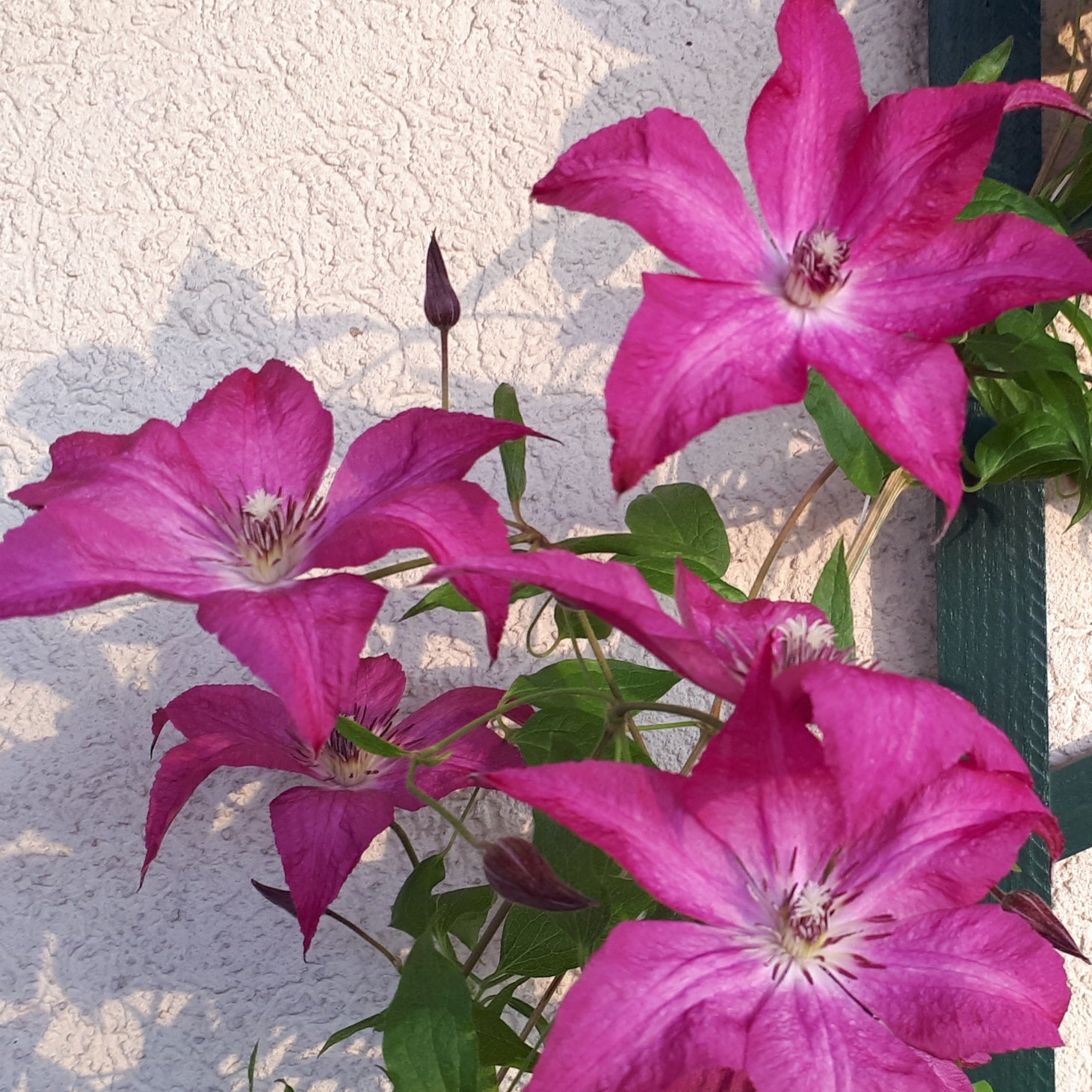 Clematis integrifolia nancy jour de la terre®clemi - Bosrank 'Nancy' / 'Jour de la terre'® - Clematis