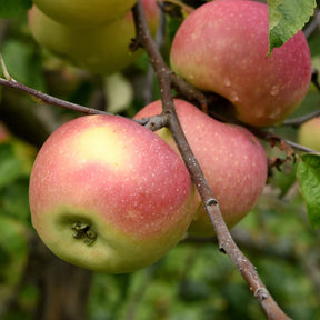 Appelboom 'Melrose' - Malus domestica melrose - Willemse