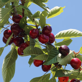 Zoete kers 'Griotte de Montmorency' - Prunus avium griotte de montmorency - Willemse