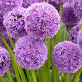 Allium His Excellency (x2) - Willemse
