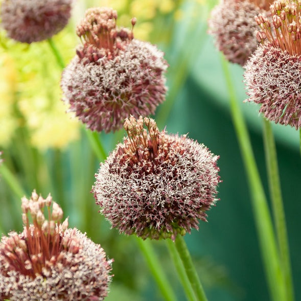 Allium Forelock (x2) - Willemse