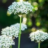 Allium Nigrum (x10) - Willemse