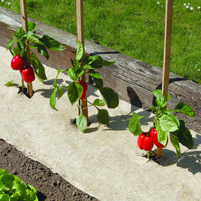Natuurlijke biologisch afbreekbare mulch Chanvrelin - Willemse