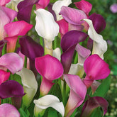 Calla Mix - wit + paars + roze (x3) - Willemse