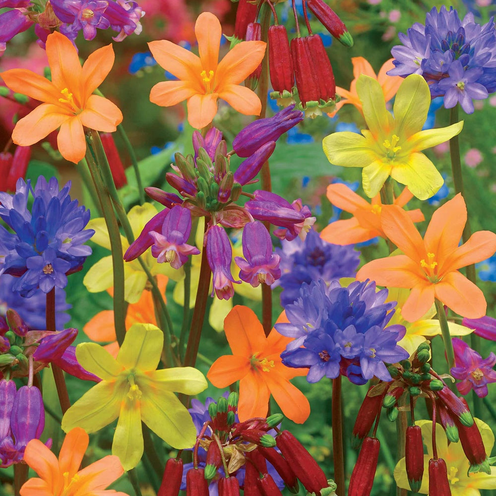 Bloembollen Mix voor borders, potten en balkon - Willemse