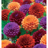 Pompon Dahlia Mix (x4) - Willemse