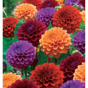 Pompon Dahlia Mix (x4) - Willemse