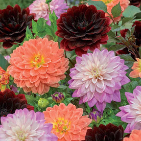 Dahlia Mix 'After Dusk' + 'October Sky' + 'Zsarelle' (x6) - Willemse