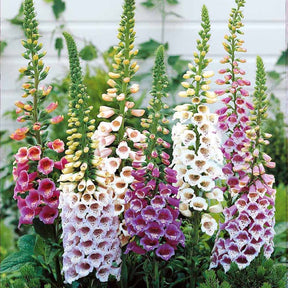 Vingerhoedskruid Mix (x3) - Digitalis purpurea - Willemse
