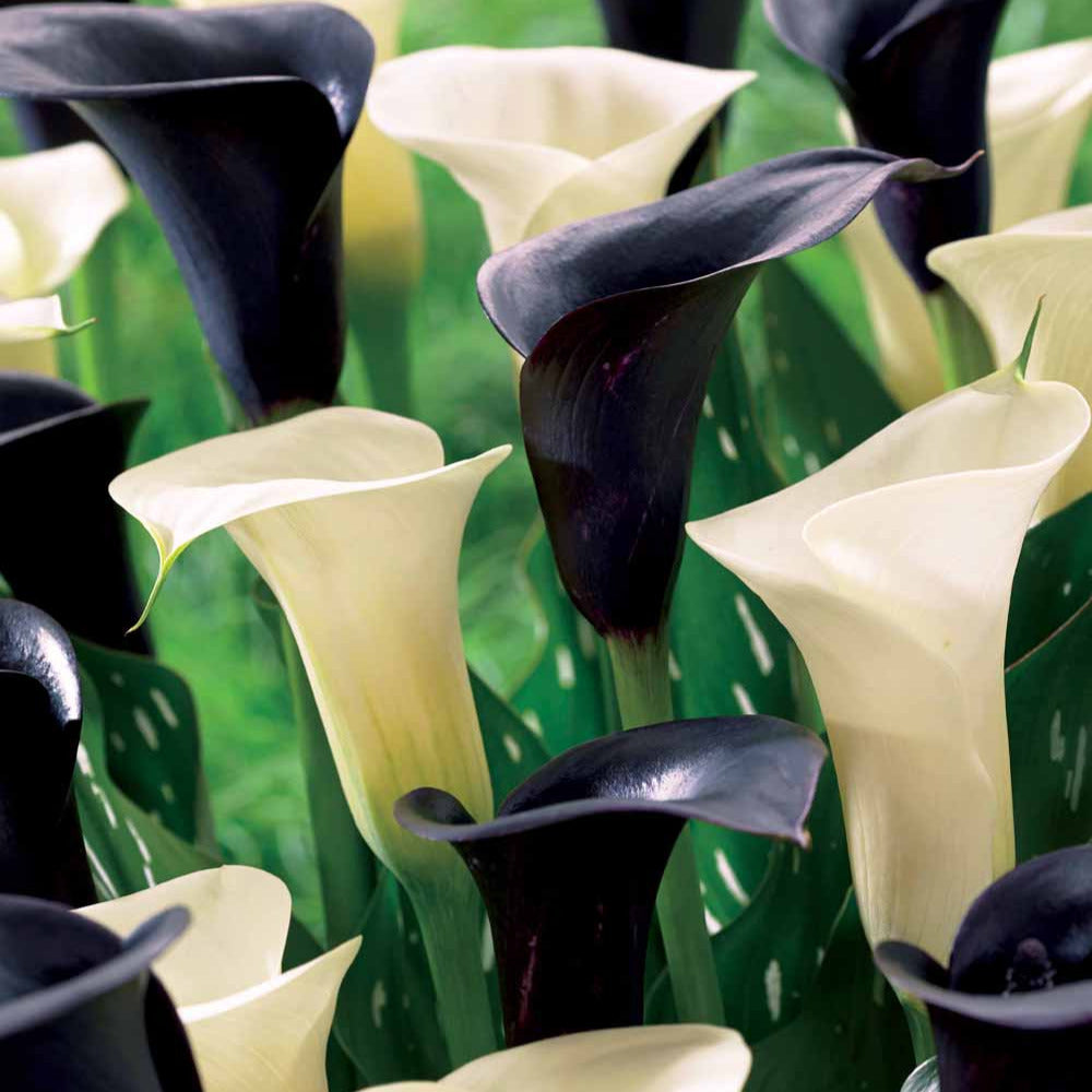 Calla Mix 'Snowstar' + 'Noirs Cantor' (x4) - Willemse