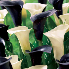 Calla Mix 'Snowstar' + 'Noirs Cantor' (x4) - Willemse