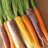 Wortel Mix 'Harlekin F1' - Willemse