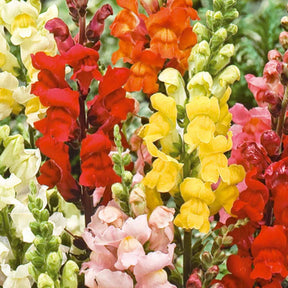 Leeuwebek Antirrhinum majus - Rainbow mix - Antirrhinum majus nanum - Willemse