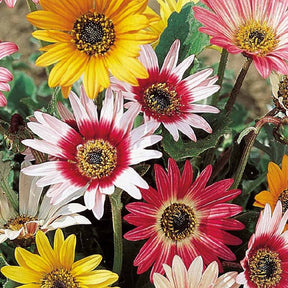 Grootbloemige Arctotis Mix 'Harlequin' - Willemse