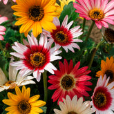 Grootbloemige Arctotis Mix 'Harlequin'