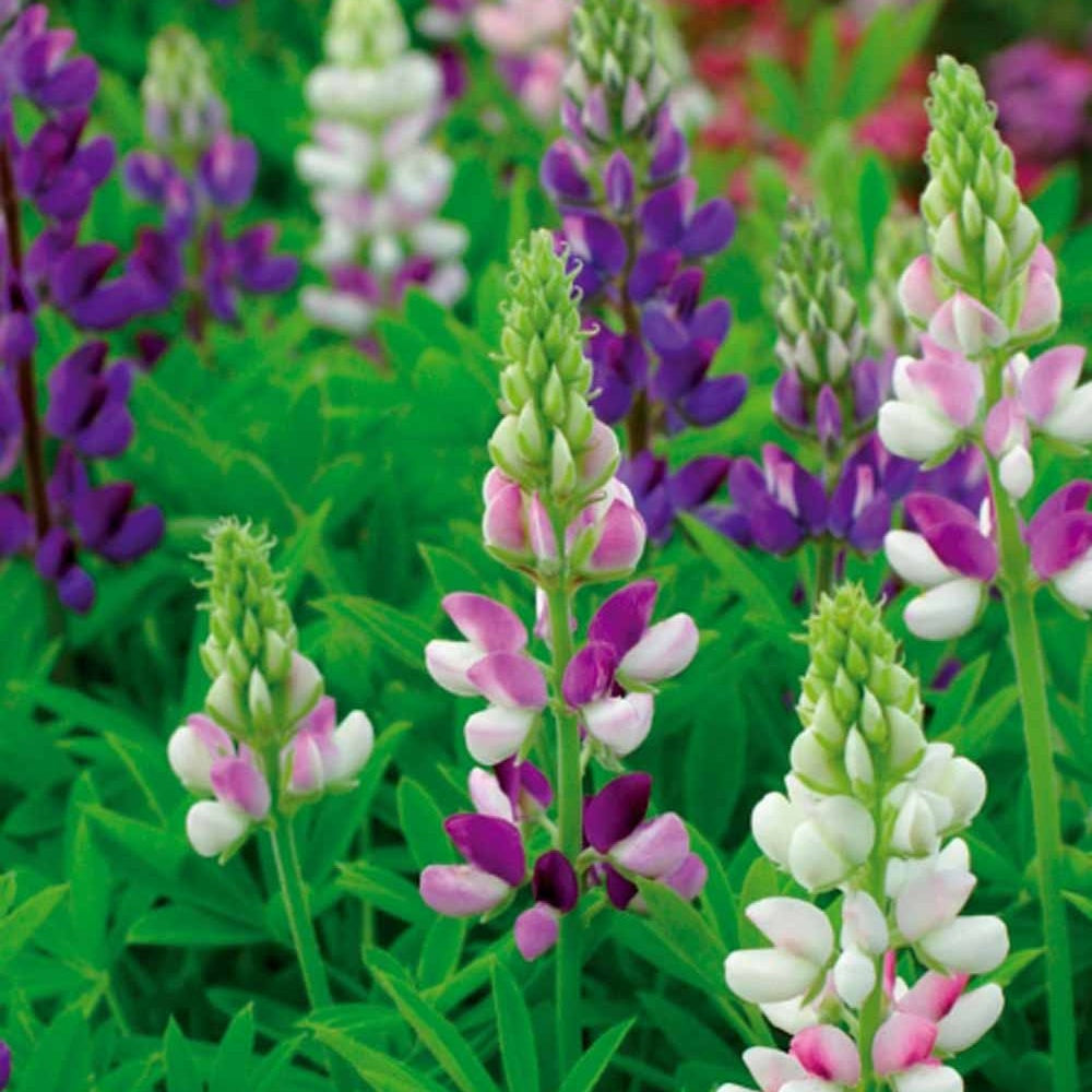 Lupinus Hartwegi mix - Willemse