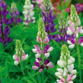 Lupinus Hartwegi mix - Willemse