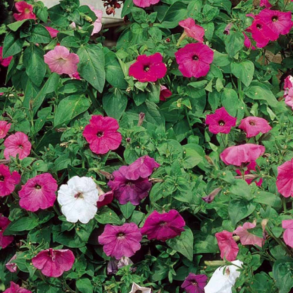 Hangpetunia Mix 'Balkon' - Willemse