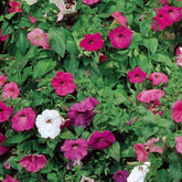 Hangpetunia Mix 'Balkon' - Willemse